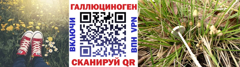hydra зеркало  Палласовка  Псилоцибиновые грибы мицелий 
